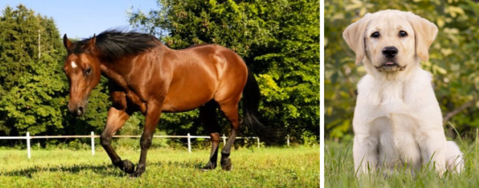 Picture of a horse and a dog